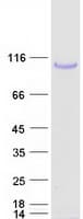 Human PLOD2 Protein (Recombinant Myc-DDK (Flag))