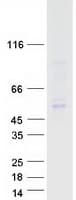 Human TFDP1 Protein (Recombinant Myc-DDK (Flag))