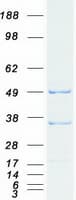 Human TRAF3 Protein (Recombinant Myc-DDK (Flag))