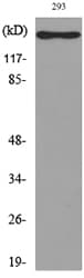 Polyclonal Rabbit anti-Human IL16 Antibody (WB)