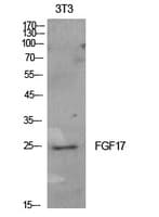 Polyclonal Rabbit anti-Human FGF17 Antibody (WB)