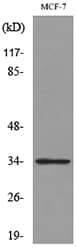 Polyclonal Rabbit anti-Human CDK4 Antibody (WB)