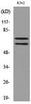 Polyclonal Rabbit anti-Human FOXP1 Antibody (WB)