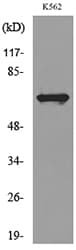 Polyclonal Rabbit anti-Human CYBB / NOX2 / gp91phox Antibody (WB)