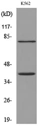 Polyclonal Rabbit anti-Human CD2 Antibody (WB)