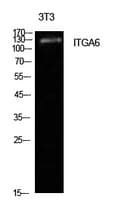 Polyclonal Rabbit anti-Human ITGA6/Integrin Alpha 6/CD49f Antibody (WB)