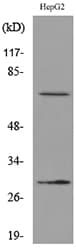 GGT1 / GGT Antibody (aa21-70)
