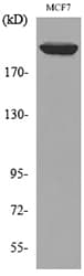Polyclonal Rabbit anti-Human IGF2R / CD222 Antibody (WB)