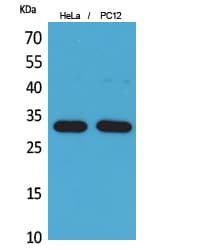 Polyclonal Rabbit anti-Human CD300LF / CD300f Antibody (WB)