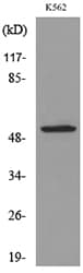 Polyclonal Rabbit anti-Human SIGLEC7 / CD328 Antibody (WB)