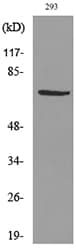Polyclonal Rabbit anti-Human VGF Antibody (WB)