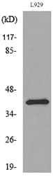 Polyclonal Rabbit anti-Human PDGF-D Antibody (WB)