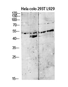 Polyclonal Rabbit anti-Human GDF9 / GDF-9 Antibody (WB)