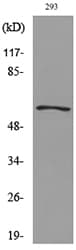 Polyclonal Rabbit anti-Human GDF5 / GDF-5 Antibody (WB)