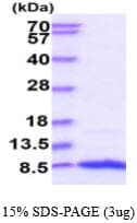 Human IGF1 Protein (Recombinant)
