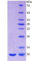 Mouse Insulin Protein (Recombinant His, N-Terminal)