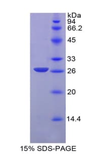 Dog EGF Protein (Recombinant His)