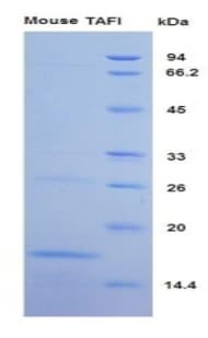 Mouse CPB2 / TAFI Protein (Recombinant His-S)