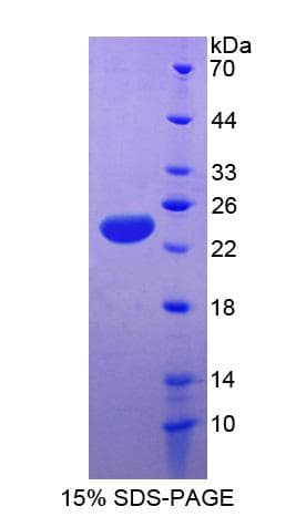 Dog APOE / Apolipoprotein E (Recombinant His-S)