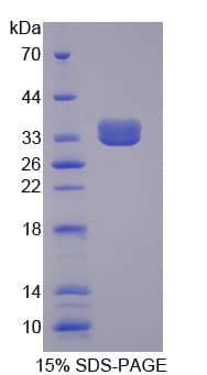 Pig Complement C3 Protein (Recombinant His)