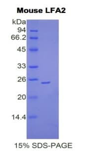 Mouse CD2 Protein (Recombinant His)