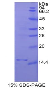 Rat GDF3 Protein (Recombinant His)