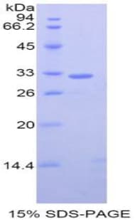 Mouse GRAP2 / GRID Protein (Recombinant His-T7)