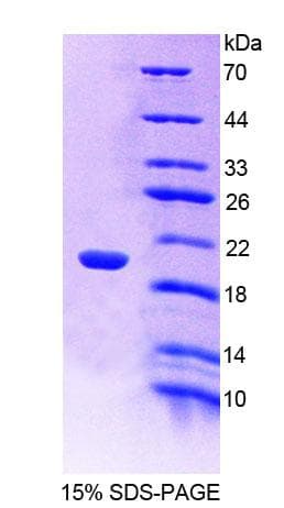 Mouse CREG / CREG1 Protein (Recombinant His-T7)