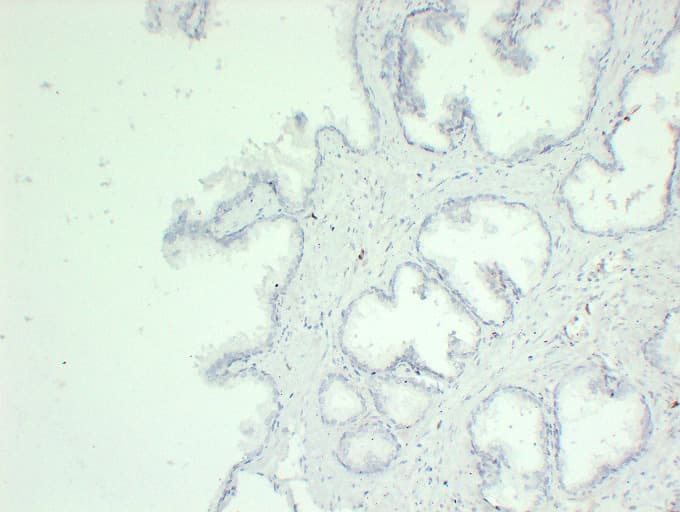 Actin Antibody (clone ABT-SCA)