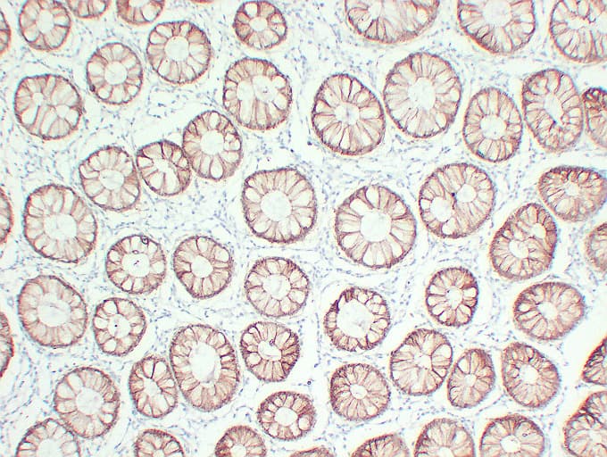 Monoclonal Mouse anti-Human CLDN4 / Claudin 4 Antibody (clone ABT-CLD4, IHC, WB)