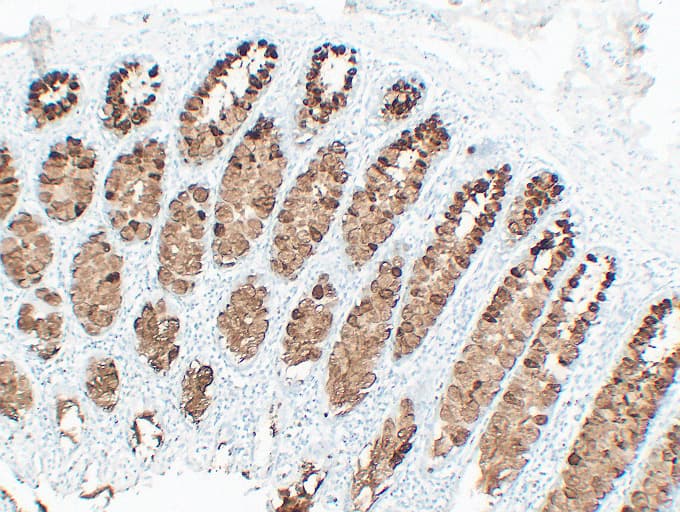 Monoclonal Mouse anti-Human Mucin 2 / MUC2 Antibody (clone ABT-MUC2, IHC)