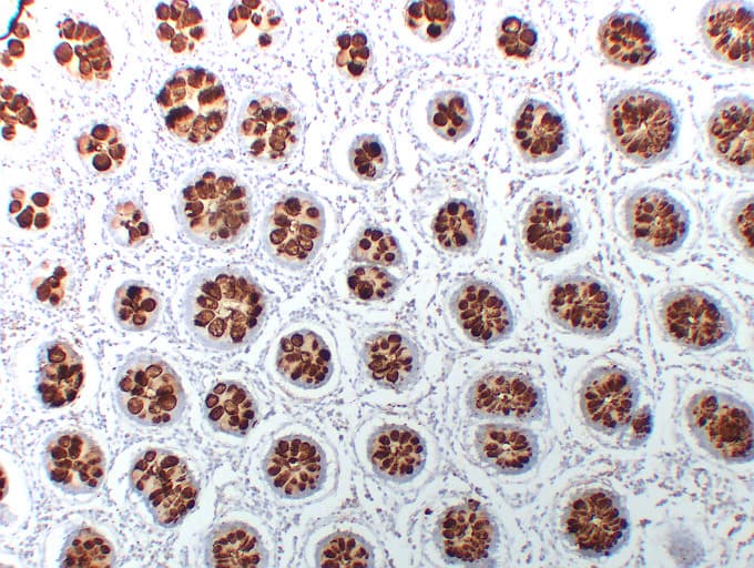 Monoclonal Mouse anti-Human Mucin 2 / MUC2 Antibody (clone ABT-MUC2, IHC)