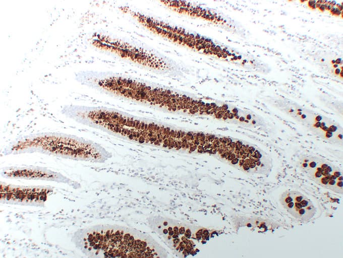Monoclonal Mouse anti-Human Mucin 2 / MUC2 Antibody (clone ABT-MUC2, IHC)