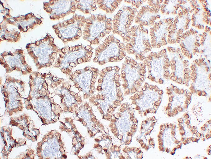 Monoclonal Mouse anti-Human Mucin 2 / MUC2 Antibody (clone ABT-MUC2, IHC)