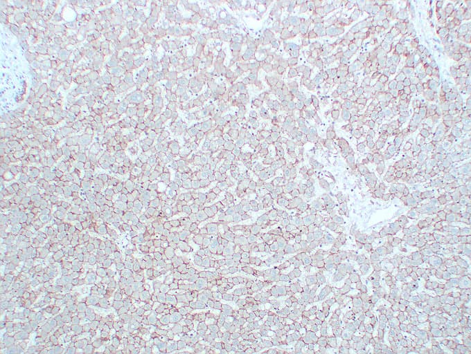 Monoclonal Mouse anti-Human CDH2 / N Cadherin Antibody (clone ABT-CDH2, IHC, WB)