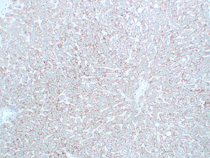 Monoclonal Mouse anti-Human CDH2 / N Cadherin Antibody (clone ABT-CDH2, IHC, WB)