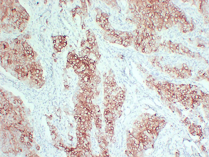 Monoclonal Mouse anti-Human TFF1 / pS2 Antibody (clone ABT-PS2, IHC)