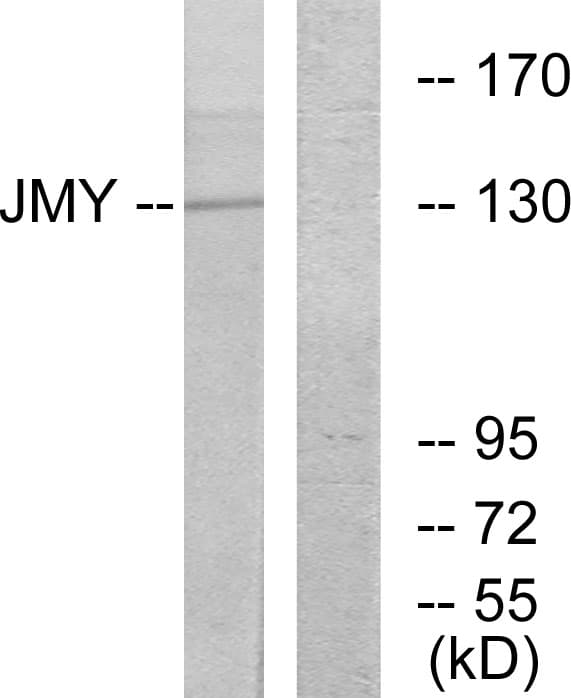 IHC-plus™ JMY Antibody (aa931-980)