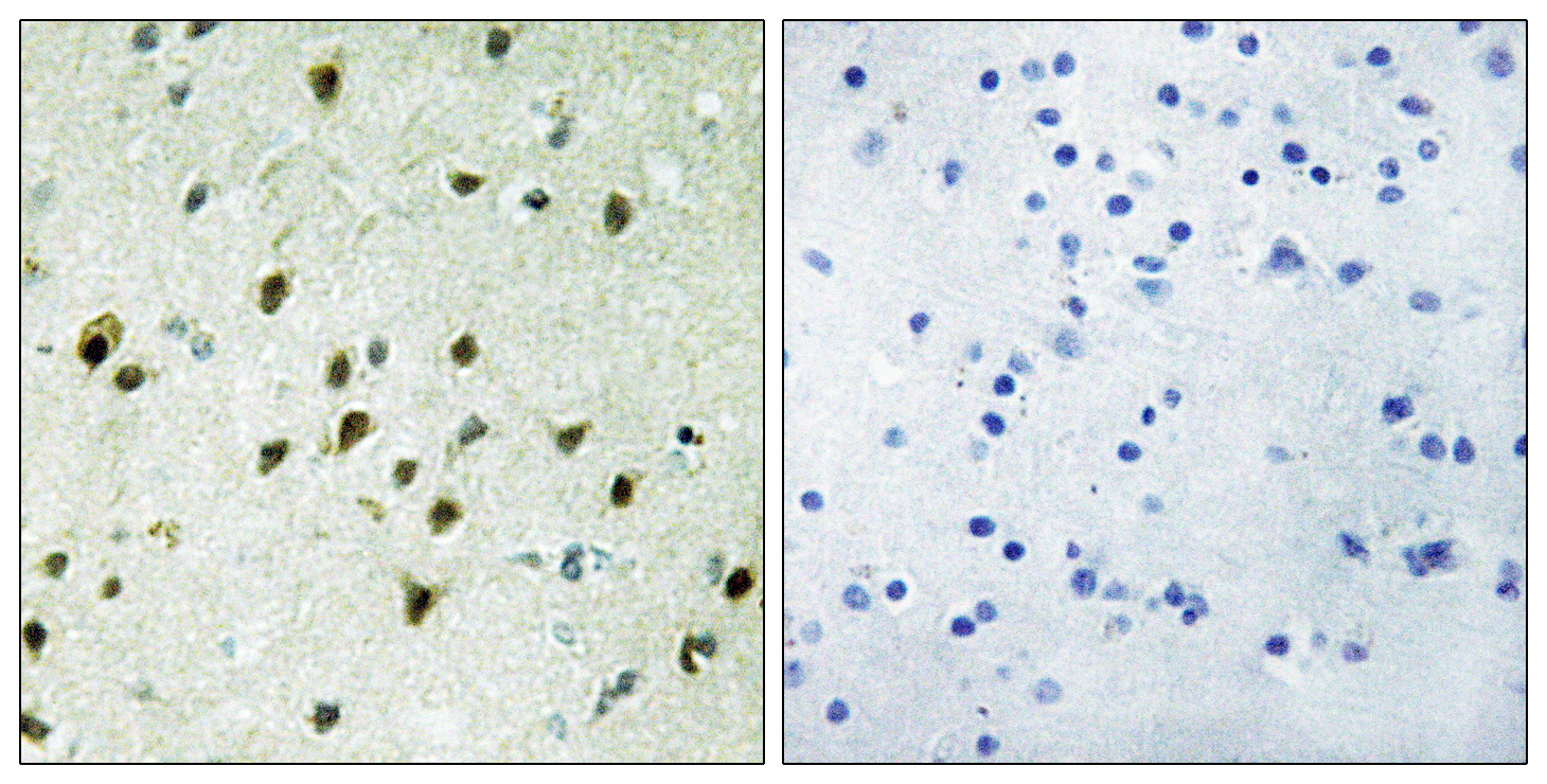 Polyclonal Rabbit anti-Human MXD4 Antibody (aa10-59, IHC)
