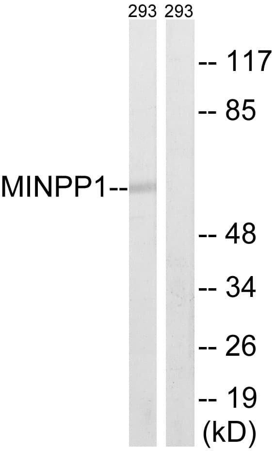 MINPP1 Antibody (aa328-377)