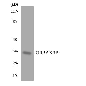 OR5AK3P Antibody