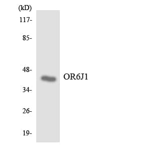 OR6J1 Antibody