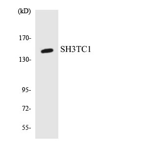 SH3TC1 Antibody (aa381-430)