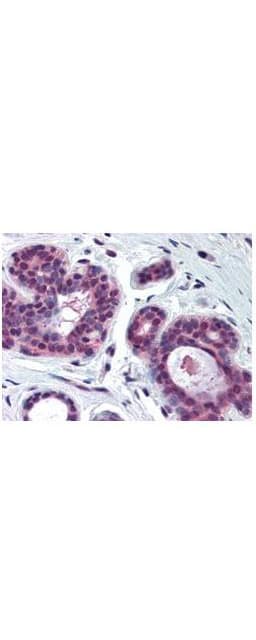 CDK2 Antibody (C-Terminus)