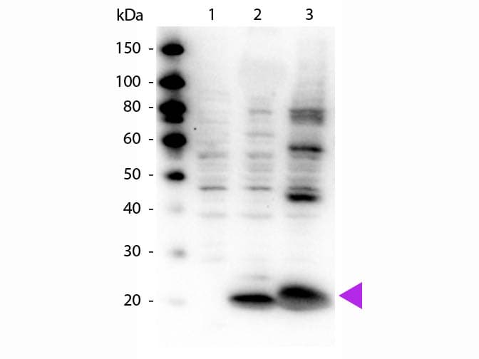 Myosin Antibody (phospho-Ser19/20)