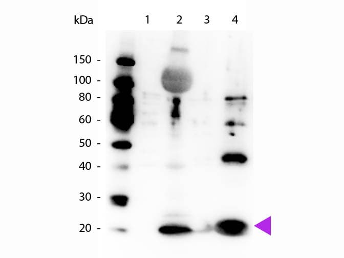 Myosin Antibody (phospho-Ser19/20)
