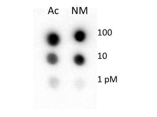 Polyclonal Rabbit anti-Human Histone H4 Antibody (N-Terminus, WB)
