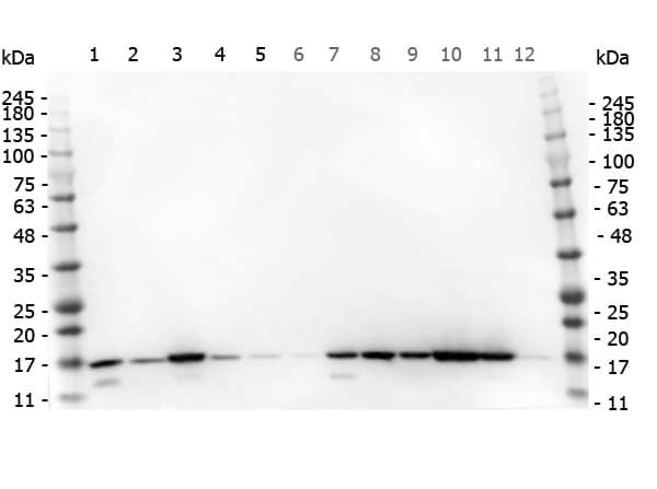 Histone H3 Antibody (C-Terminus)