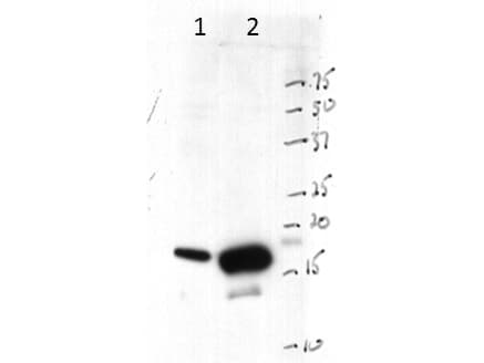 Histone H3 Antibody (C-Terminus)
