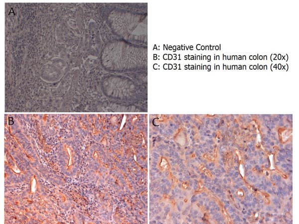 PECAM-1 / CD31 Antibody (C-Terminus)